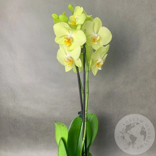 Орхидея зеленая