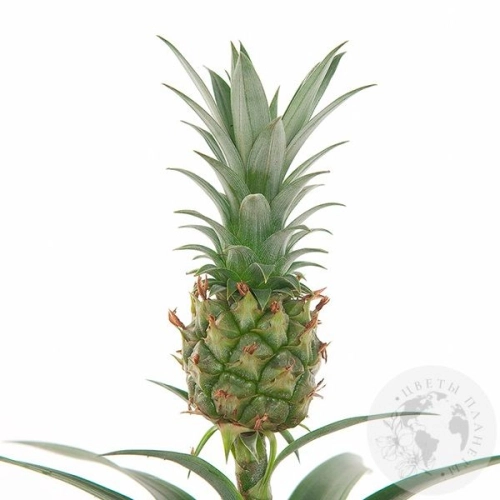 Ананас комнатный в магазине Цветы Планеты
