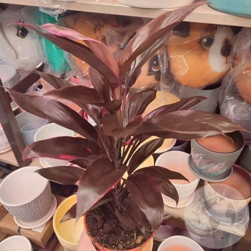 Кордилина в магазине Цветы Планеты