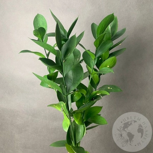 Рускус 5 шт. в магазине Цветы Планеты