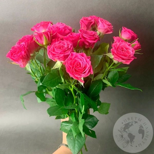 9 кустовых роз фуксия 40 см. 9 кустовых роз фуксия 40 см. в магазине Цветы Планеты