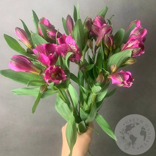 7 Альстромерий ярко-розовых