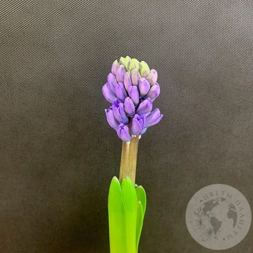 Гиацинт синий в магазине Цветы Планеты