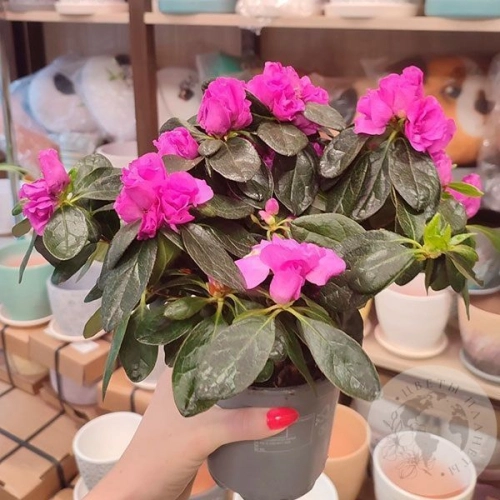 Азалия комнатная розовая в магазине Цветы Планеты