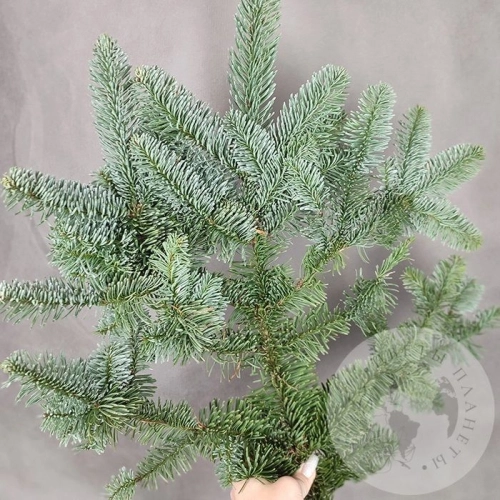 Нобилис 1 ветка в магазине Цветы Планеты