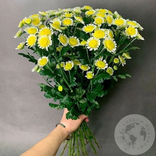 15 Сантини бело-желтых