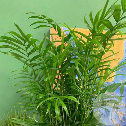 Хамедорея в магазине Цветы Планеты Хамедорея