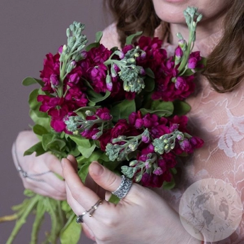 Маттиола красная 5 шт. в магазине Цветы Планеты