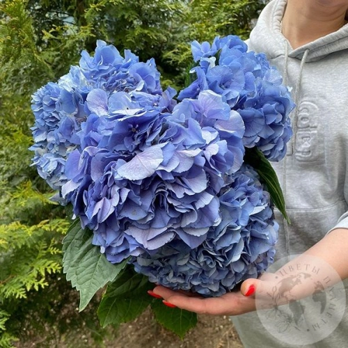 5 гортензий синих