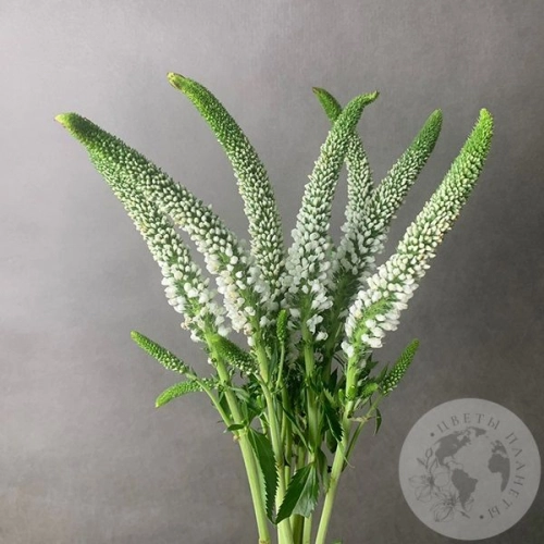 Вероника белая 7 шт. в магазине Цветы Планеты