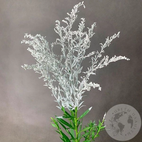 Солидаго белый в магазине Цветы Планеты