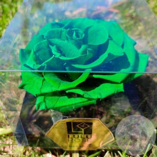 Стабилизированная роза зеленая в магазине Цветы Планеты