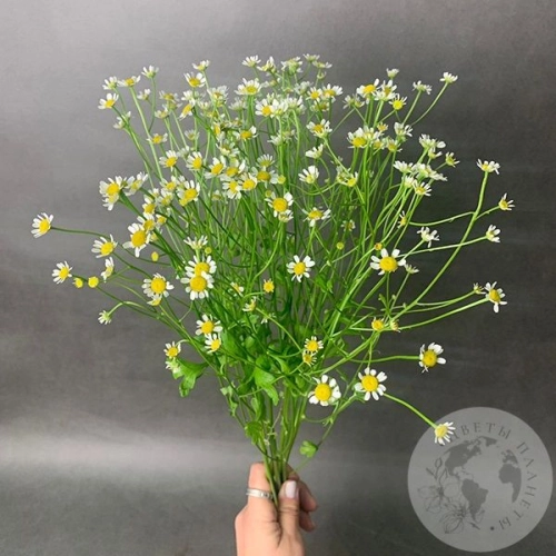 Танацетум 5 шт.