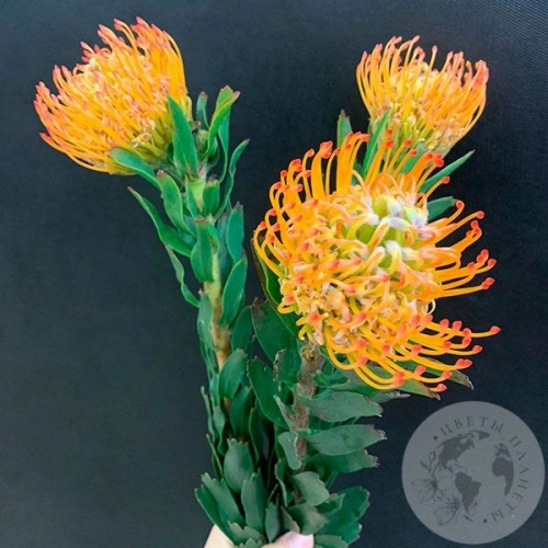 Леукоспермум оранжевый 3 шт. Леукоспермум оранжевый 3 шт. в магазине Цветы Планеты