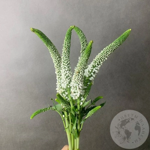 Вероника белая 5 шт. в магазине Цветы Планеты