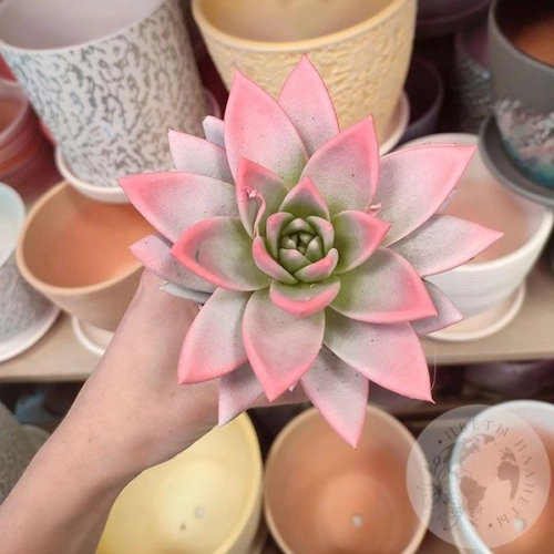 Эхеверия комнатная в магазине Цветы Планеты