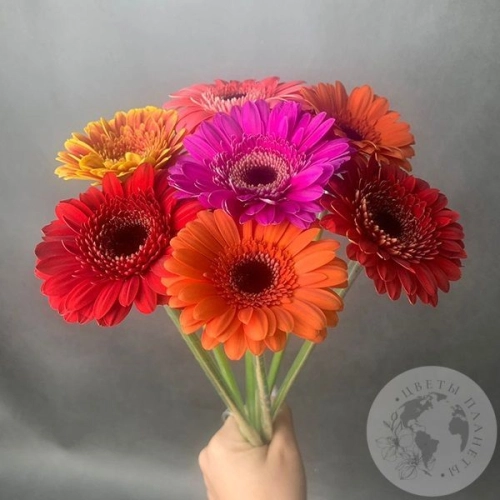 7 гербер мини МIХ