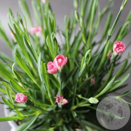 Гвоздика комнатная в магазине Цветы Планеты