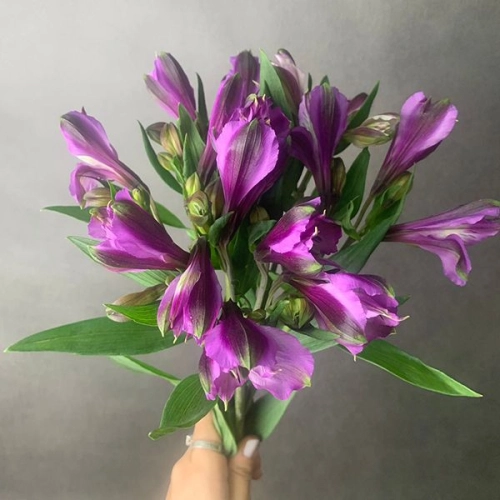 5 Альстромерий фиолетовых