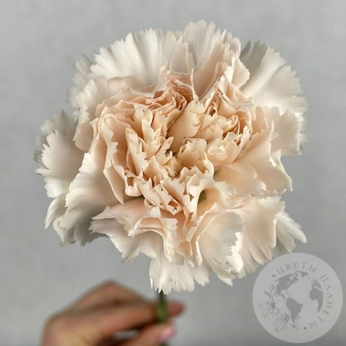 Гвоздика персиковая