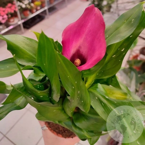 Каллы домашние