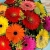 Букет из гербер "Щедрый"