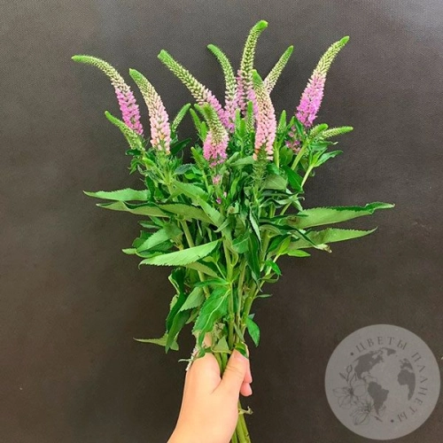 Вероника розовая 9 шт. в магазине Цветы Планеты