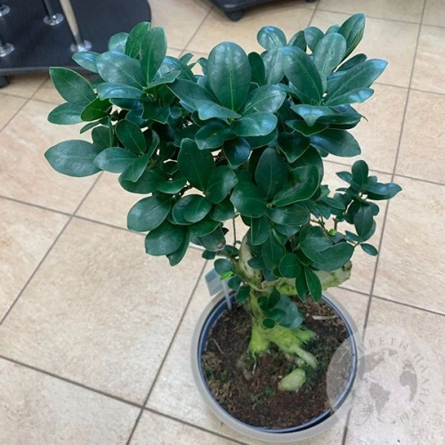 Фикус Джинсенг