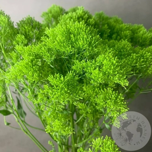 Трахелиум зеленый 9 шт. в магазине Цветы Планеты