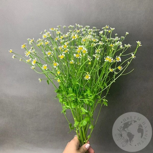 Танацетум 9 шт.