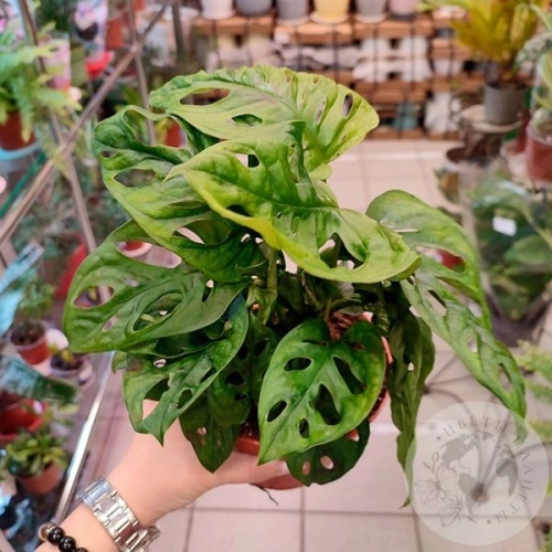 Монстера Манки Мэск