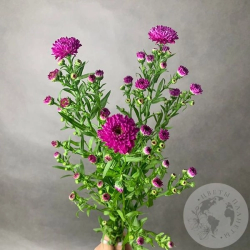 Астер розовый 3 шт. Астер розовый 3 шт. в магазине Цветы Планеты