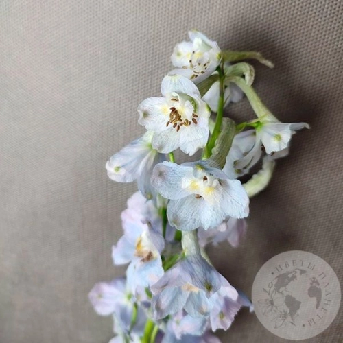 Дельфиниум Дельфиниум в магазине Цветы Планеты