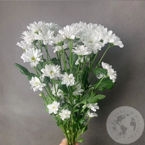 5 белых Сантини в магазине Цветы Планеты