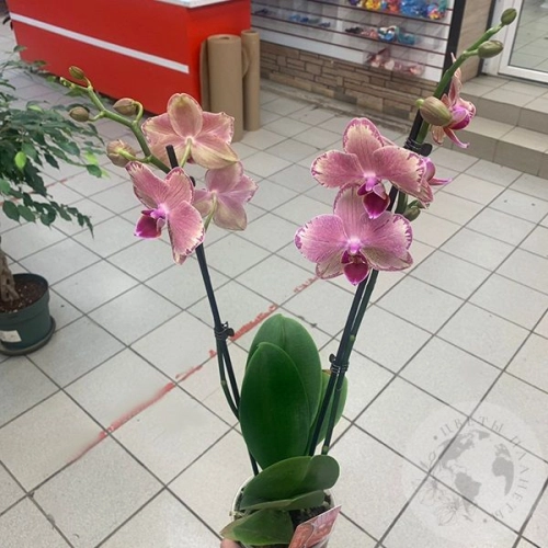 Орхидея комнатная темно-розовая