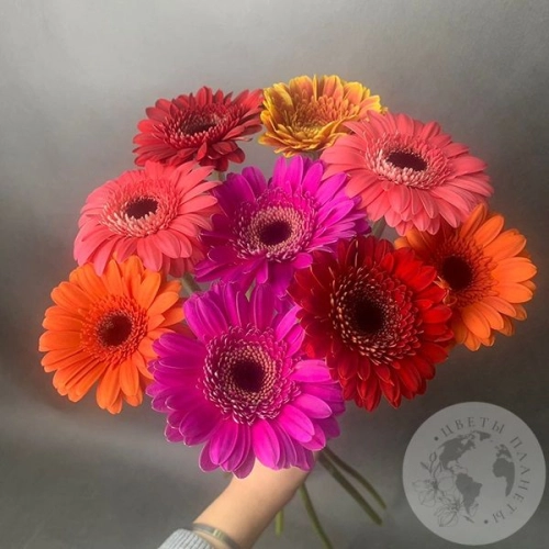 9 гербер мини МIХ в магазине Цветы Планеты