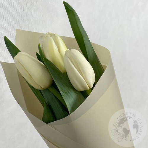 3 тюльпана белых в магазине Цветы Планеты