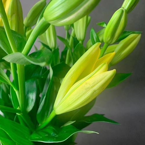 9 Золотых лилий