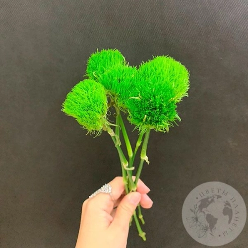 3 гвоздики Грин Трик в магазине Цветы Планеты