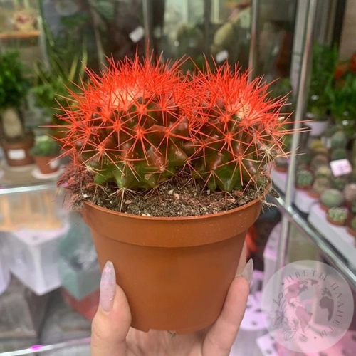 Эхинокактус Грузони красный