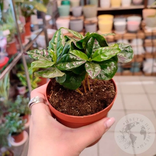 Кофе Арабика комнатное растение