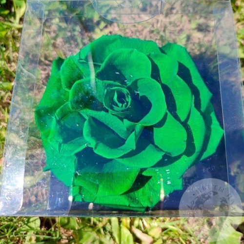 Стабилизированная роза зеленая в магазине Цветы Планеты