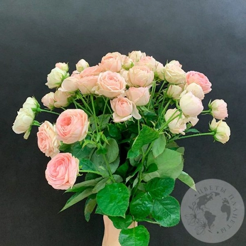 17 кустовых пионовидных роз 50 см. в магазине Цветы Планеты