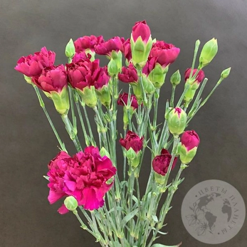 11 гвоздик кустовых фуксия