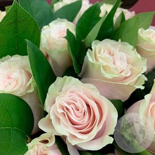 Букет из 25 роз "Нежный" в магазине Цветы Планеты