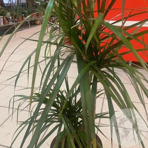 Драцена Маджента