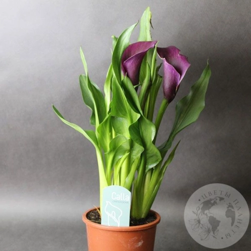 Каллы домашние фиолетовые в магазине Цветы Планеты