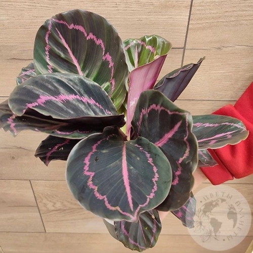 Калатея Дотти в магазине Цветы Планеты Калатея Дотти в магазине Цветы Планеты