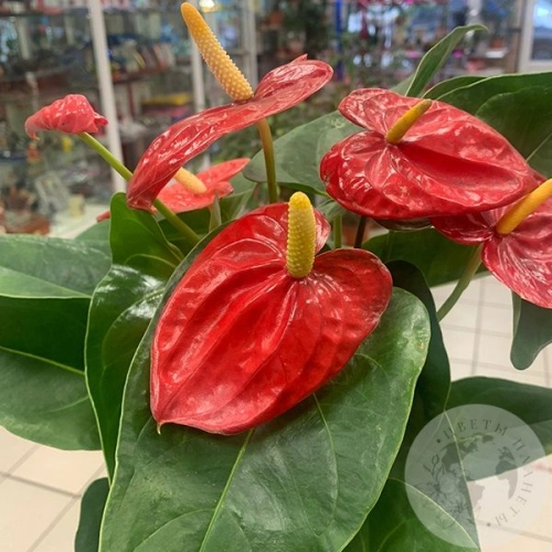 Антуриум (Мужское счастье)