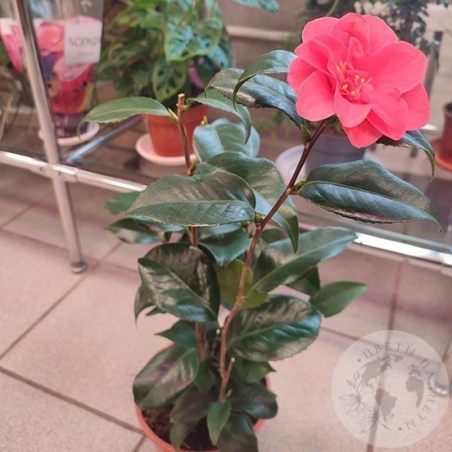 Камелия в магазине Цветы Планеты